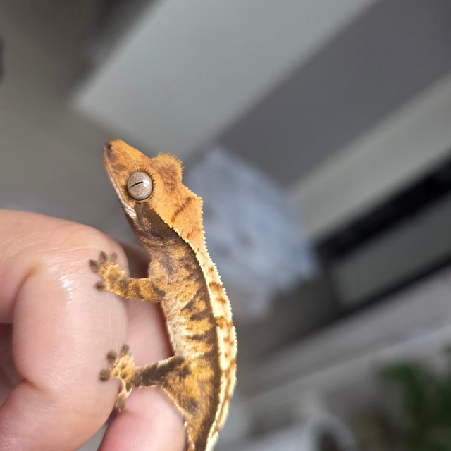 트라이 익스트림할리퀸 할리퀸