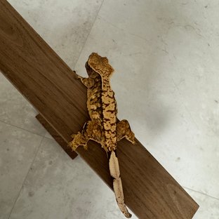 트라이 익스트림할리퀸 화이트포트홀