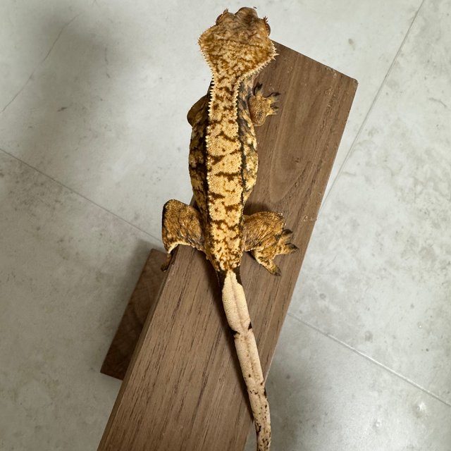 트라이 익스트림할리퀸 화이트포트홀