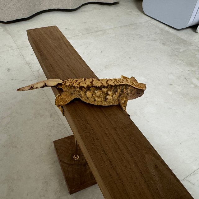 트라이 익스트림할리퀸 화이트포트홀