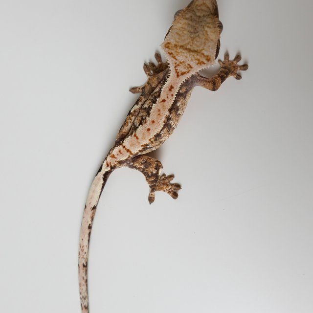 노멀 익스트림할리퀸 트라이