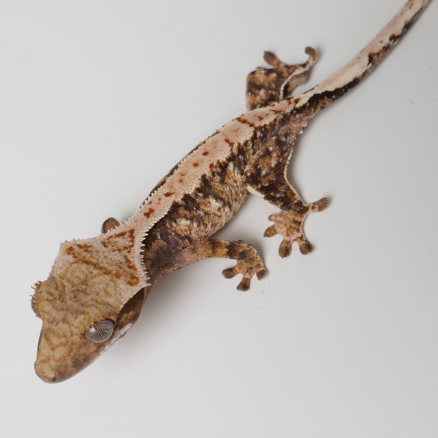 노멀 익스트림할리퀸 트라이