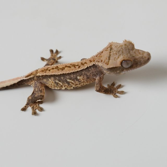 노멀 할리퀸 핀스트라이프 트라이