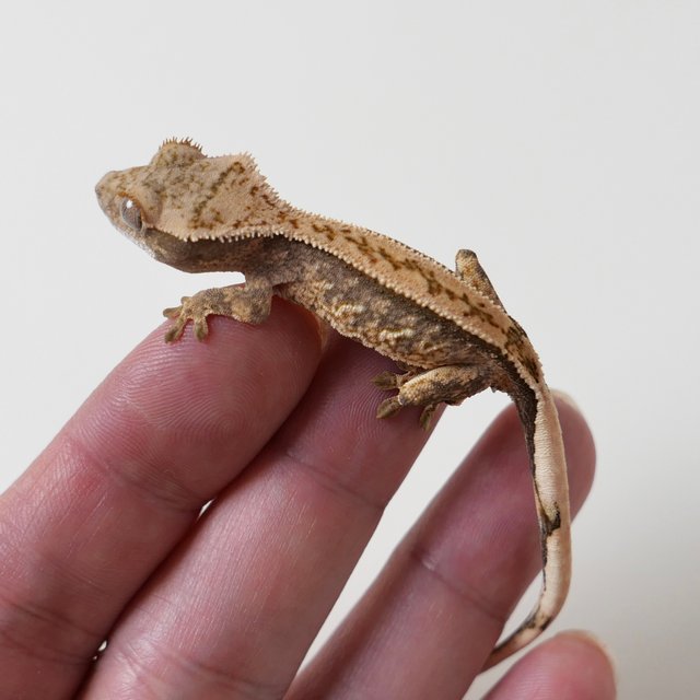 노멀 할리퀸 핀스트라이프 트라이