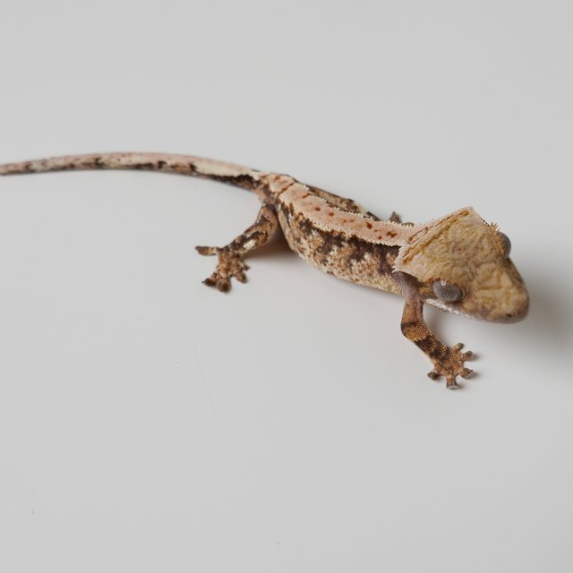 노멀 익스트림할리퀸 트라이