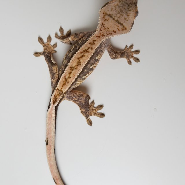 노멀 할리퀸 핀스트라이프 트라이