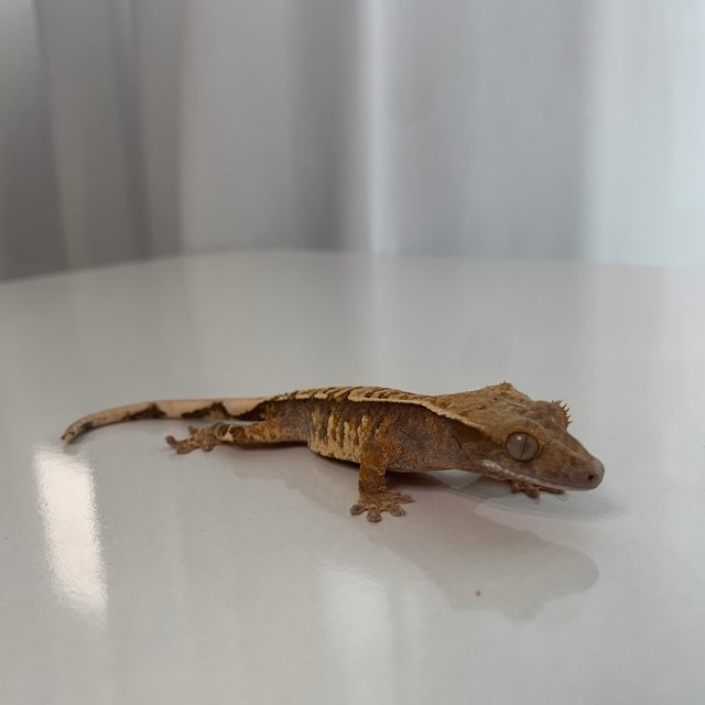 노멀 트라이 익스트림할리퀸