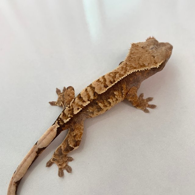 노멀 트라이 익스트림할리퀸