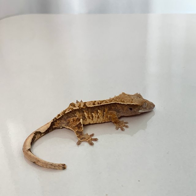 노멀 트라이 익스트림할리퀸