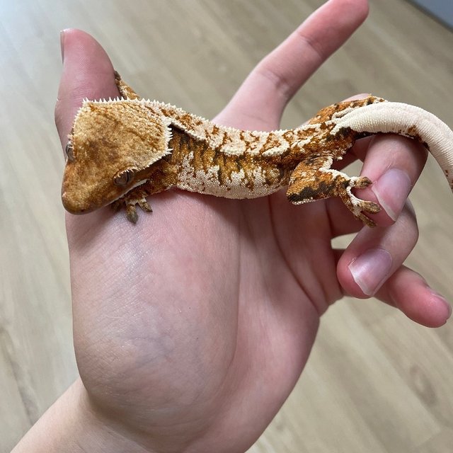 노멀 트라이 텐저린 화이트