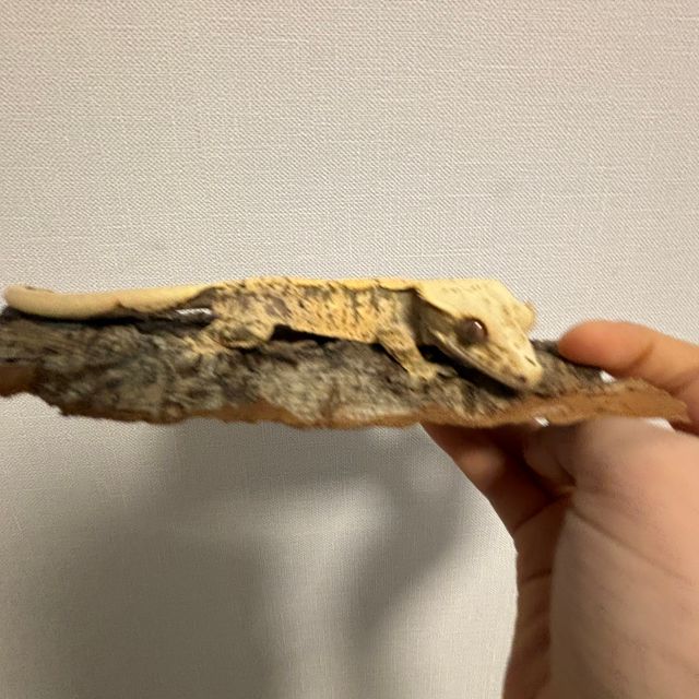 노멀 트라이 익스트림할리퀸