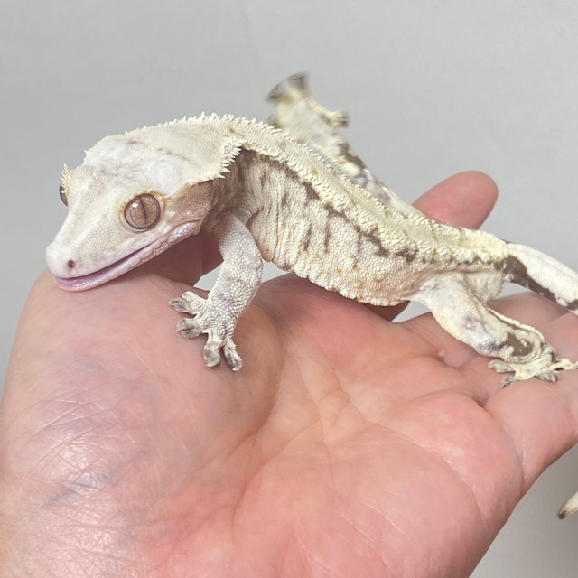 트라이 드리피 화이트스팟