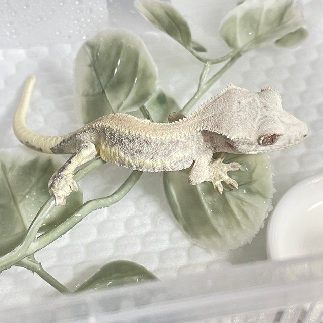 릴리화이트 솔리드백