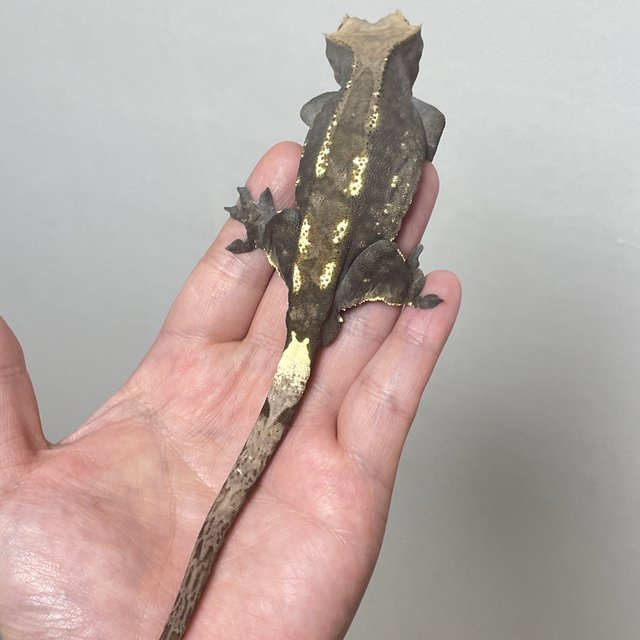 100%헷아잔틱 카푸치노