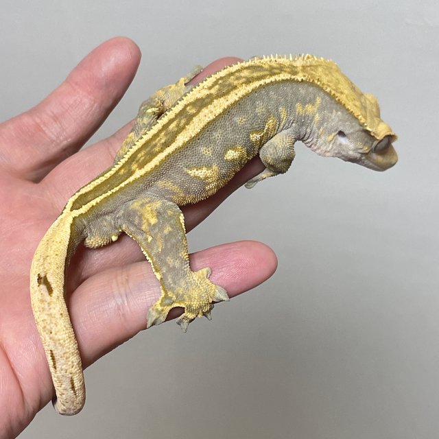 슈퍼스트라이프 트라이