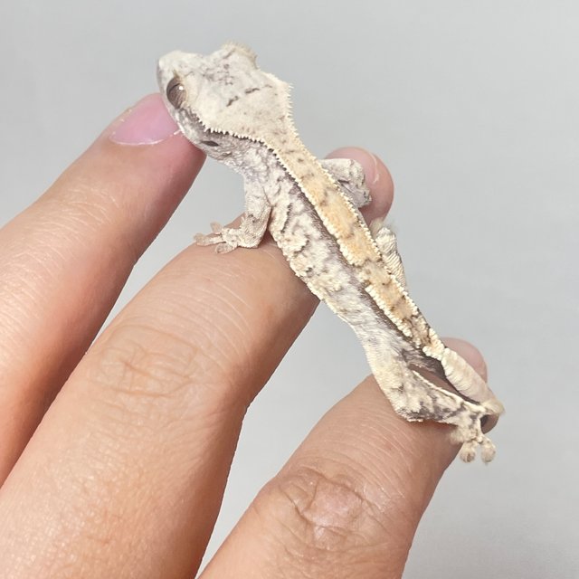 트라이 화이트스팟 익스트림할리퀸