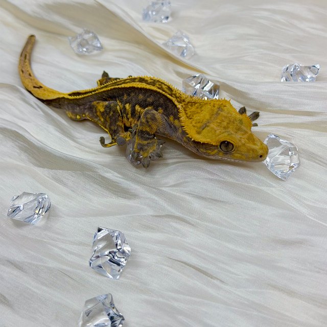 슈퍼스트라이프 트라이