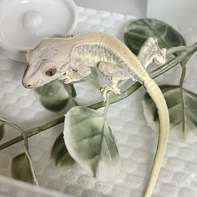 릴리화이트 솔리드백