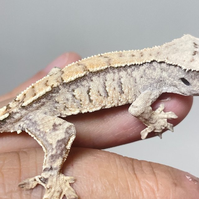 트라이 화이트스팟 익스트림할리퀸