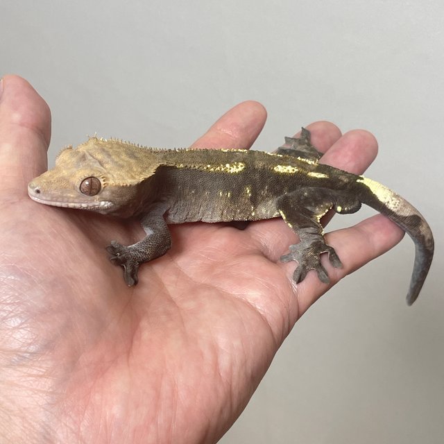 100%헷아잔틱 카푸치노