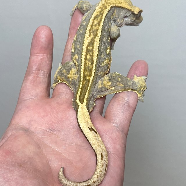 슈퍼스트라이프 트라이