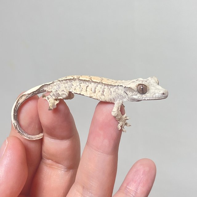 트라이 화이트스팟 익스트림할리퀸