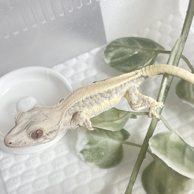 릴리화이트 솔리드백