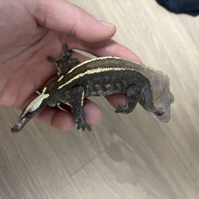 카푸치노 100%헷아잔틱