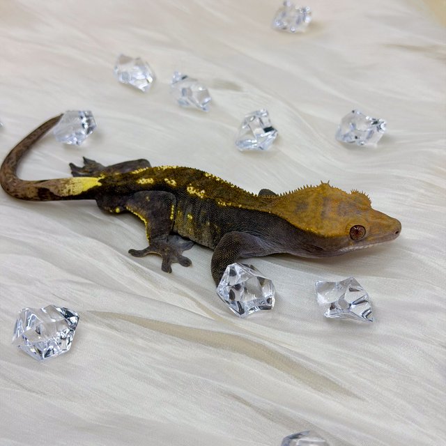 100%헷아잔틱 카푸치노