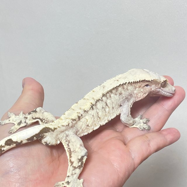 트라이 드리피 화이트스팟