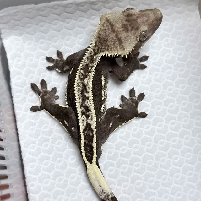 아잔틱