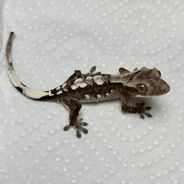 아잔틱