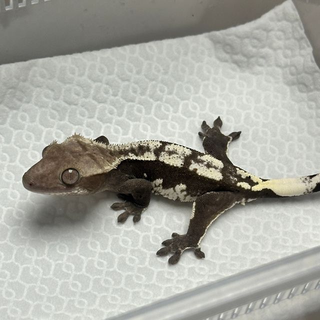 아잔틱