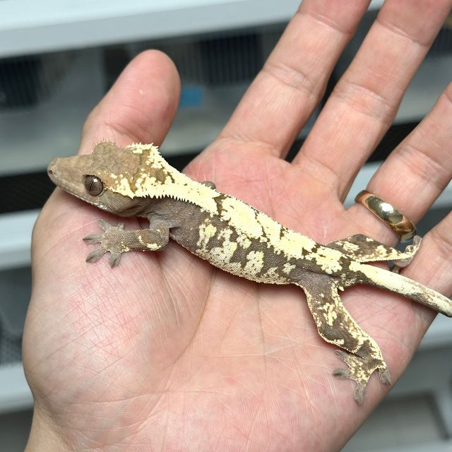 세이블