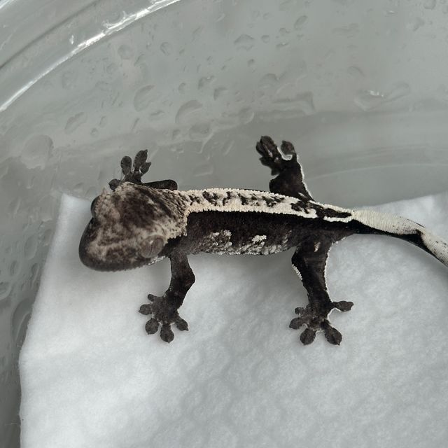 아잔틱
