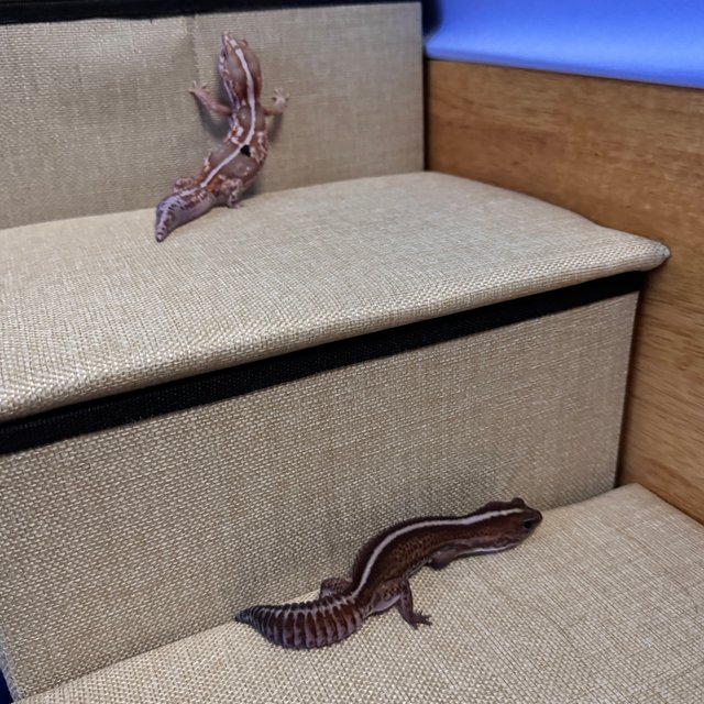 화이트아웃 아멜라니스틱