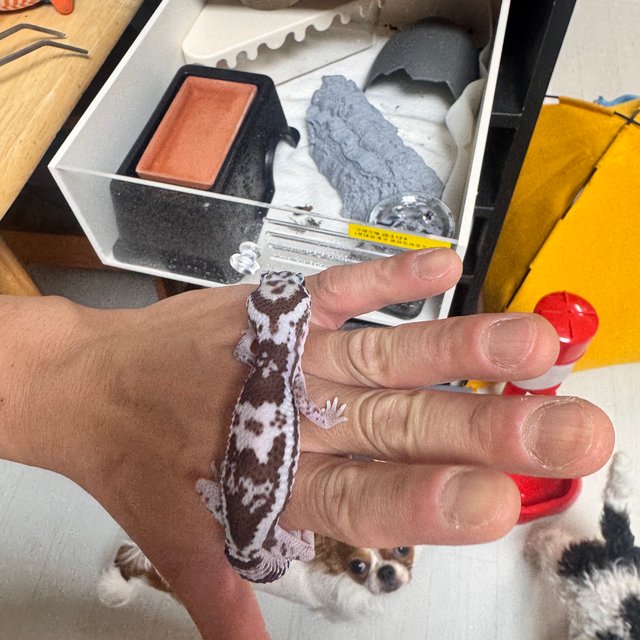 화이트아웃 오레오