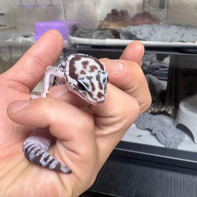 화이트아웃 오레오