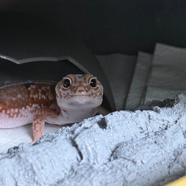 화이트아웃 아멜라니스틱