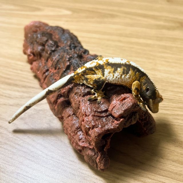 트라이 익스트림할리퀸 화이트핀