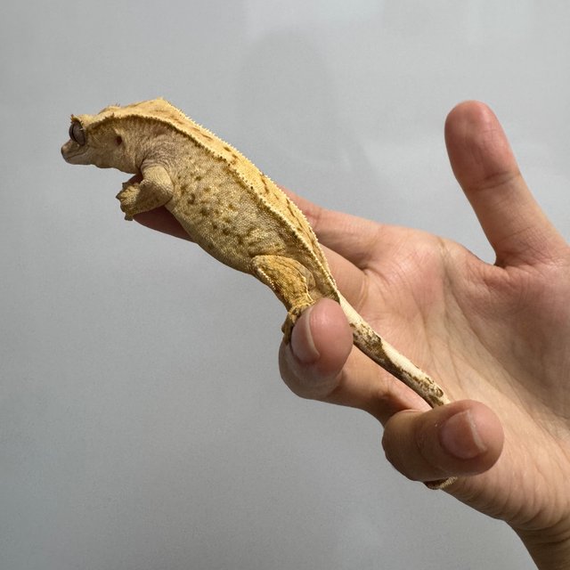 노멀 옐로우 크림