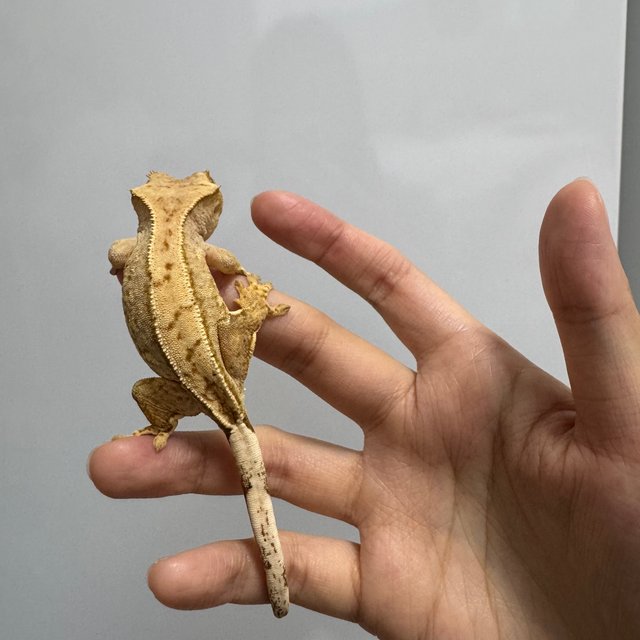 노멀 옐로우 크림