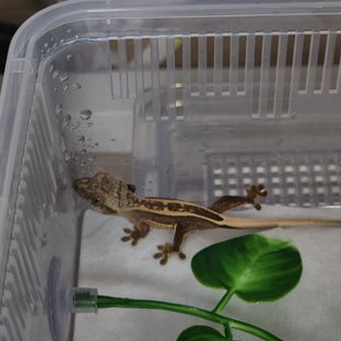 풀핀 쿼드 슈퍼스트라이프 엠티백