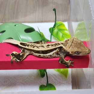 슈퍼스트라이프 엠티백 쿼드 풀핀