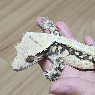 무칸