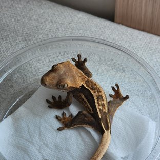 밸런2 1-1