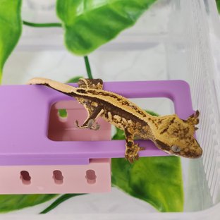 쿼드 풀핀 슈퍼스트라이프