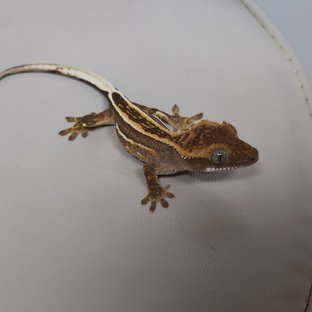 풀핀 엠티백 레드