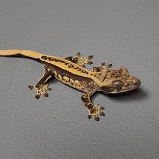 쿼드 풀핀 슈퍼스트라이프