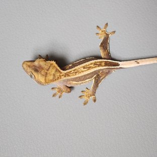 슈퍼스트라이프 쿼드 풀핀